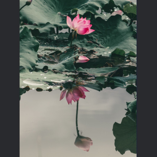 《採花賊》
